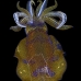 squid_reef_bigfin_bb_v_1397_alo3486.jpg